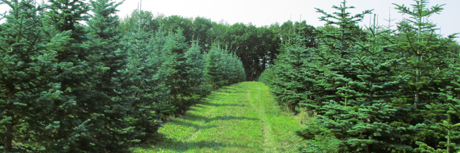 Weihnachtsbaum kaufen