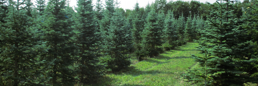 Weihnachtsbaum Preise